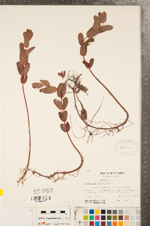  (Hypericum virginicum - CCDB-23111-C12)  @11 [ ] Copyright (2015) Deb Metsger Royal Ontario Museum