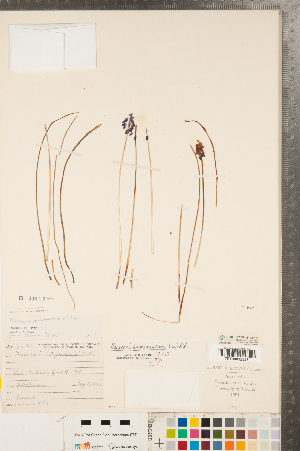  (Muscari armeniacum - CCDB-23112-F11)  @11 [ ] Copyright (2015) Deb Metsger Royal Ontario Museum