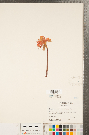  (Narcissus pseudonarcissus - CCDB-23112-G12)  @11 [ ] Copyright (2015) Deb Metsger Royal Ontario Museum