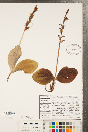  (Platanthera hookeri - CCDB-23122-A01)  @11 [ ] Copyright (2015) Deb Metsger Royal Ontario Museum