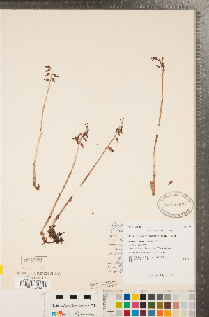 (Corallorhiza odontorhiza - CCDB-23122-A03)  @11 [ ] Copyright (2015) Deb Metsger Royal Ontario Museum