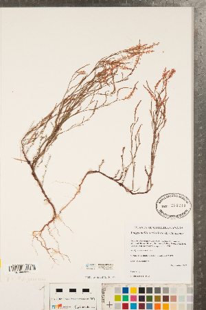  (Polygonum articulatum - CCDB-23122-F05)  @11 [ ] Copyright (2015) Deb Metsger Royal Ontario Museum
