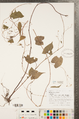 (Fallopia scandens - CCDB-23122-A05)  @11 [ ] Copyright (2015) Deb Metsger Royal Ontario Museum