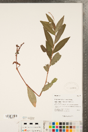  (Persicaria hydropiperoides - CCDB-23122-C06)  @11 [ ] Copyright (2015) Deb Metsger Royal Ontario Museum