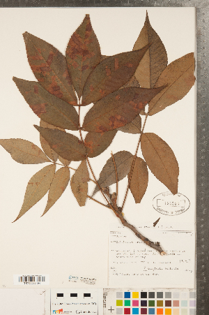  ( - CCDB-23122-E08)  @11 [ ] Copyright (2015) Deb Metsger Royal Ontario Museum