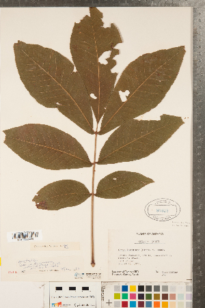  ( - CCDB-23122-D08)  @11 [ ] Copyright (2015) Deb Metsger Royal Ontario Museum