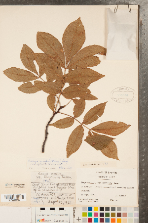  ( - CCDB-23122-C08)  @11 [ ] Copyright (2015) Deb Metsger Royal Ontario Museum