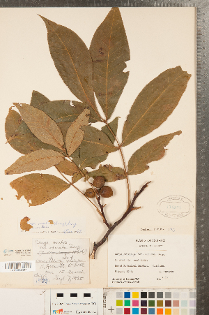  ( - CCDB-23122-B08)  @11 [ ] Copyright (2015) Deb Metsger Royal Ontario Museum