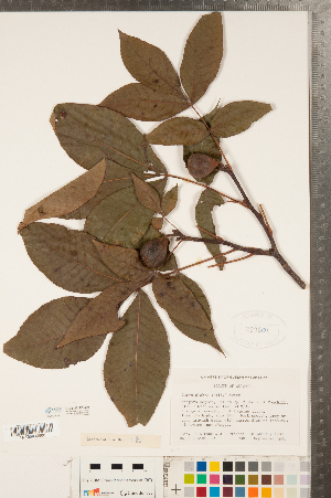  ( - CCDB-23122-G09)  @11 [ ] Copyright (2015) Deb Metsger Royal Ontario Museum