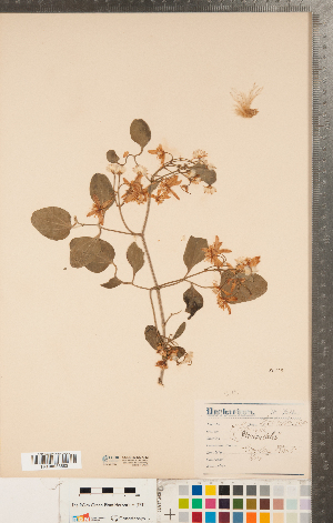 ( - CCDB-23122-G12)  @11 [ ] Copyright (2015) Deb Metsger Royal Ontario Museum