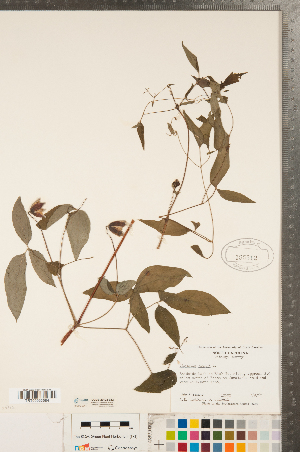  (Clematis viorna - CCDB-23122-E12)  @11 [ ] Copyright (2015) Deb Metsger Royal Ontario Museum