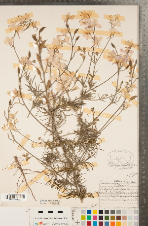  (Consolida ajacis - CCDB-23122-D12)  @11 [ ] Copyright (2015) Deb Metsger Royal Ontario Museum