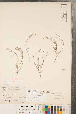  (Petrorhagia saxifraga - CCDB-23324-F02)  @11 [ ] Copyright (2015) Deb Metsger Royal Ontario Museum