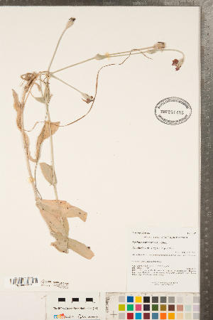  (Silene coronaria - CCDB-23324-G03)  @11 [ ] Copyright (2015) Deb Metsger Royal Ontario Museum