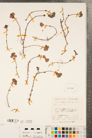  (Phedimus spurius - CCDB-23324-H05)  @11 [ ] Copyright (2015) Deb Metsger Royal Ontario Museum