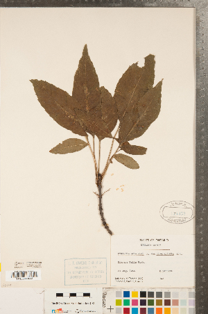 ( - CCDB-23324-H08)  @11 [ ] Copyright (2015) Deb Metsger Royal Ontario Museum