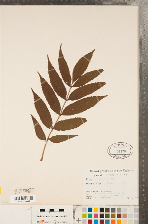  ( - CCDB-23324-F08)  @11 [ ] Copyright (2015) Deb Metsger Royal Ontario Museum