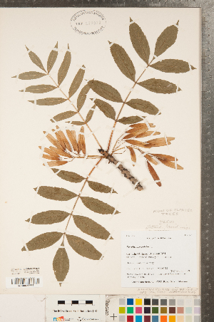  ( - CCDB-23324-E08)  @11 [ ] Copyright (2015) Deb Metsger Royal Ontario Museum