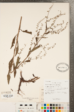  ( - CCDB-23324-B08)  @11 [ ] Copyright (2015) Deb Metsger Royal Ontario Museum