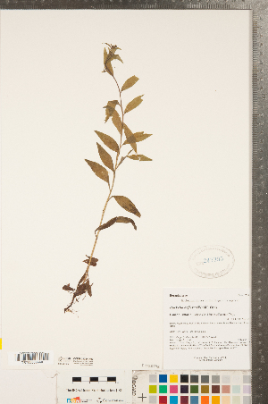 ( - CCDB-23324-H09)  @11 [ ] Copyright (2015) Deb Metsger Royal Ontario Museum