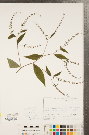  ( - CCDB-23324-F09)  @11 [ ] Copyright (2015) Deb Metsger Royal Ontario Museum