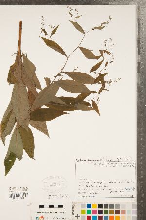  ( - CCDB-23324-E09)  @11 [ ] Copyright (2015) Deb Metsger Royal Ontario Museum