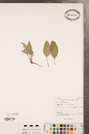  ( - CCDB-23324-D09)  @11 [ ] Copyright (2015) Deb Metsger Royal Ontario Museum