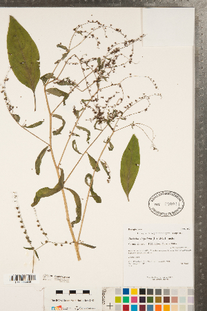  ( - CCDB-23324-C09)  @11 [ ] Copyright (2015) Deb Metsger Royal Ontario Museum