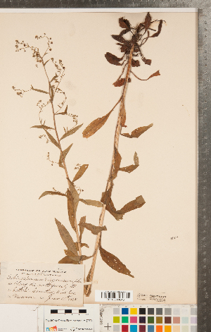  ( - CCDB-23324-A09)  @11 [ ] Copyright (2015) Deb Metsger Royal Ontario Museum