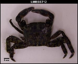  (Pachygrapsus marmoratus - LMBSST7-001)  @13 [ ] Unspecified (default): All Rights Reserved  Unspecified Unspecified