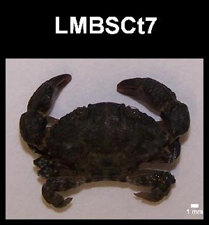 ( - LMBSCt2-003)  @11 [ ] Unspecified (default): All Rights Reserved  Unspecified Unspecified