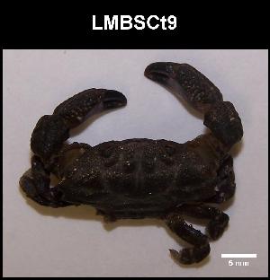  ( - LMBSCt2-004)  @11 [ ] Unspecified (default): All Rights Reserved  Unspecified Unspecified