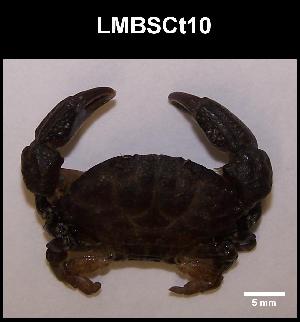  ( - LMBSCt2-005)  @11 [ ] Unspecified (default): All Rights Reserved  Unspecified Unspecified