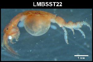  ( - LMBSST10-002)  @11 [ ] Unspecified (default): All Rights Reserved  Unspecified Unspecified