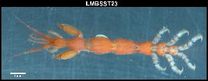  ( - LMBSST10-003)  @11 [ ] Unspecified (default): All Rights Reserved  Unspecified Unspecified