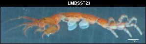  ( - LMBSST10-003)  @11 [ ] Unspecified (default): All Rights Reserved  Unspecified Unspecified