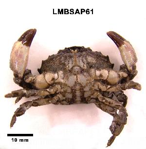  ( - LMBSAP18-001)  @14 [ ] Unspecified (default): All Rights Reserved  Unspecified Unspecified
