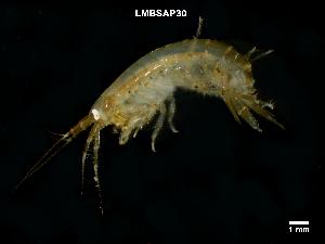  ( - LMBSAP33-004)  @11 [ ] Unspecified (default): All Rights Reserved  Unspecified Unspecified