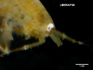  ( - LMBSAP33-006)  @11 [ ] Unspecified (default): All Rights Reserved  Unspecified Unspecified