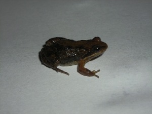  ( - CREG ECOMOL G-638)  @12 [ ] Copyright (2010) Unspecified CREG