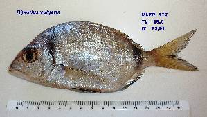  ( - MLFPI176)  @11 [ ] Unspecified (default): All Rights Reserved  Unspecified Unspecified