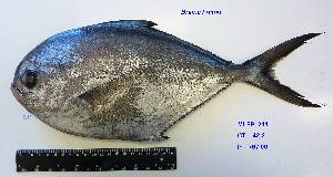  ( - MLFPI211)  @11 [ ] Unspecified (default): All Rights Reserved  Unspecified Unspecified