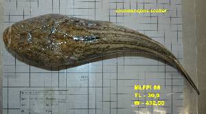  (Uranoscopus scaber - MLFPI88)  @13 [ ] Unspecified (default): All Rights Reserved  Unspecified Unspecified