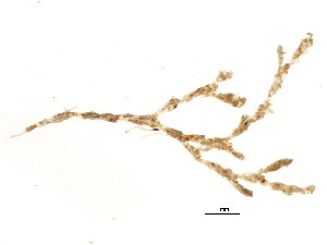  (Tricellaria occidentalis - 618606V04.1a)  @11 [ ] CreativeCommons - Attribution (2011) CBG Photography Group Centre for Biodiversity Genomics