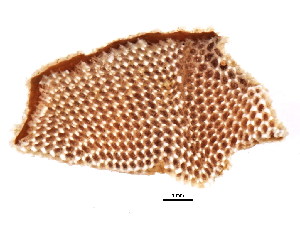  (Membranipora tuberculata - 432002V04a)  @11 [ ] CreativeCommons - Attribution (2011) CBG Photography Group Centre for Biodiversity Genomics