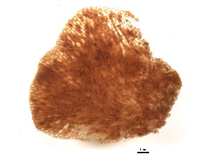  (Membranipora cf. serrilamella - 629801V04.1b)  @13 [ ] CreativeCommons - Attribution (2011) CBG Photography Group Centre for Biodiversity Genomics