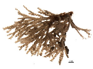  (Tricellaria occidentalis var. catalinensis - 626306V04.1c)  @11 [ ] CreativeCommons - Attribution (2011) CBG Photography Group Centre for Biodiversity Genomics