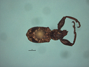  (Hadromeropsis spDR1 - MLPCU0519)  @11 [ ] Unspecified (default): All Rights Reserved  Unspecified Unspecified