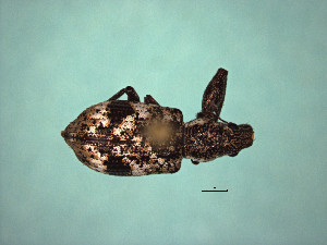  ( - MLPCU0534)  @11 [ ] Unspecified (default): All Rights Reserved  Unspecified Unspecified