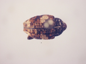  ( - MLPCU0232)  @11 [ ] Unspecified (default): All Rights Reserved  Unspecified Unspecified